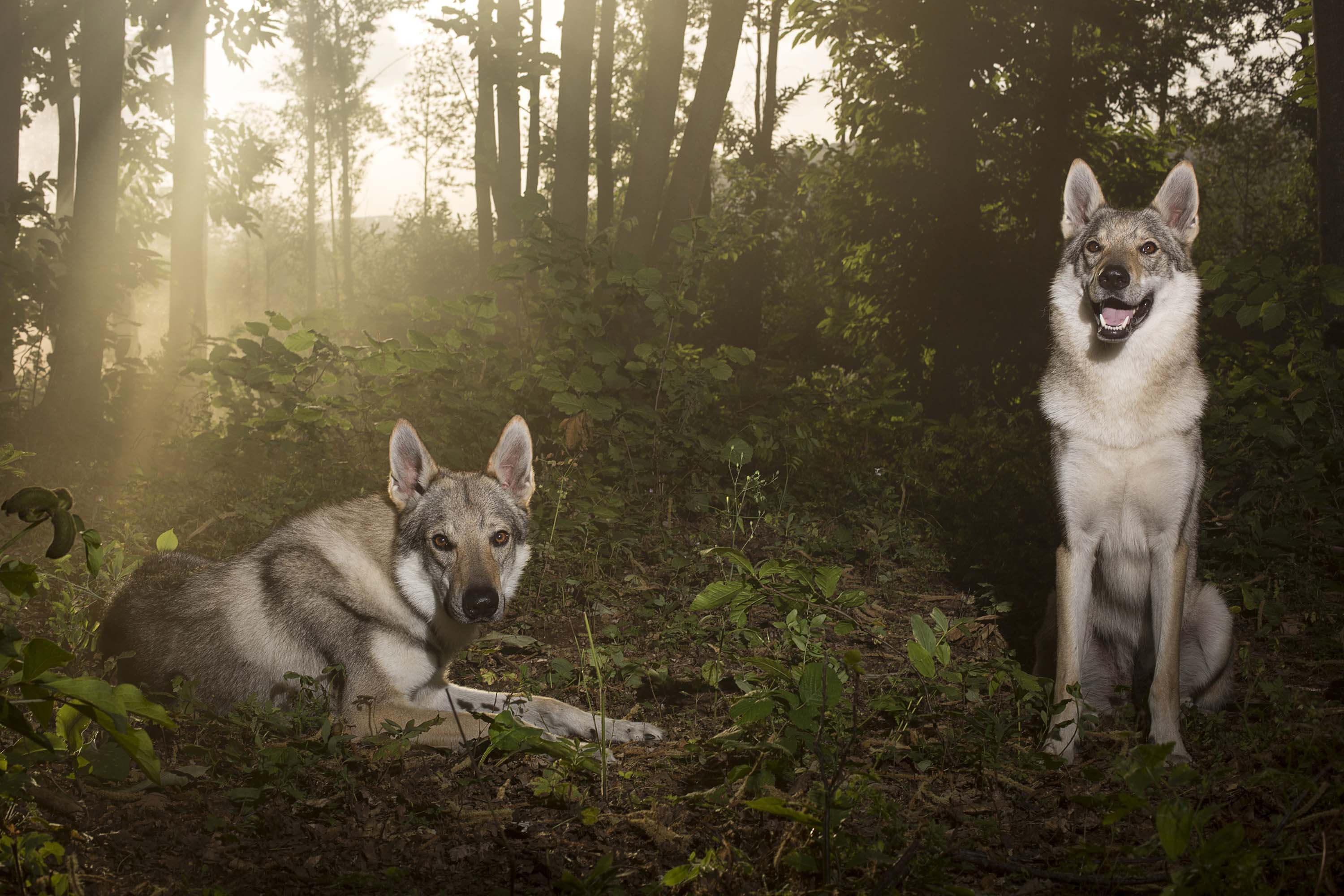 Two wolfdogs in a misty forest clearing, one lying down and one sitting